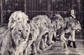 Bugrimova and six lions.jpg