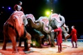Franco Sr & Jr and Linna Knie with elephants (2008).jpg