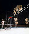 Bugrimova tightrope lion Color.jpg