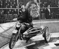 Buslaev and lion on bike.jpg