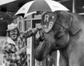 Jacko Fossett and Elephant.jpg