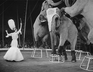Moira Orfei and her elephants