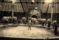 Rolf Knie and African elephants (1956).jpg