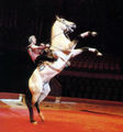 Tamerlan Nugzarov on Horse.jpg