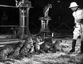 Alfred Court Leopards (1940).jpg