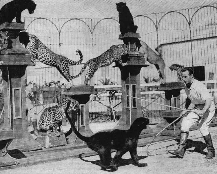 FileAlfred Court (1940).jpg Circopedia