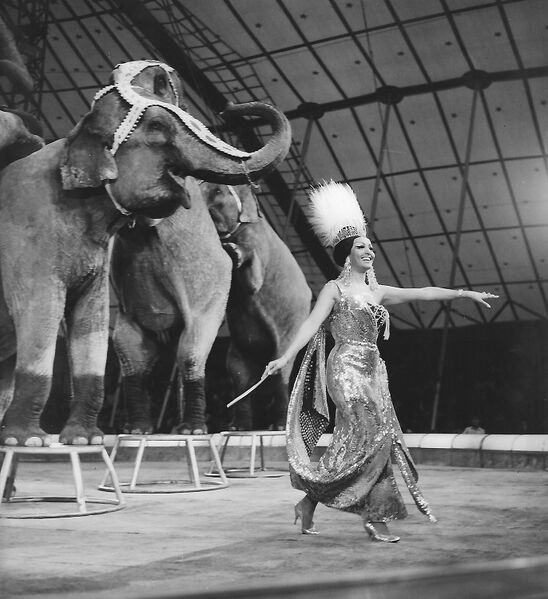 File:Moira and elephants.jpg