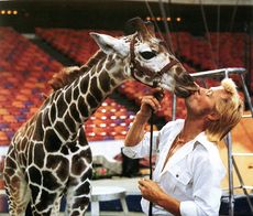 Gunther Gebel-Williams and giraffe.jpg