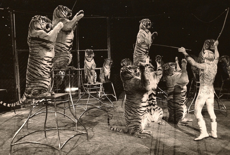 File:Gunther Gebel and tigers.jpg