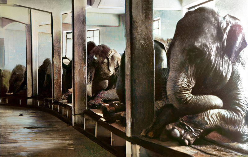 File:Elephants Sarrasani.png