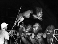 Captain Schulz and his lions (c.1960)