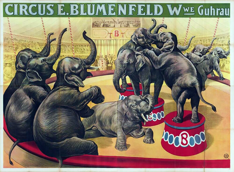 File:Blumenfeld Elephants.jpg
