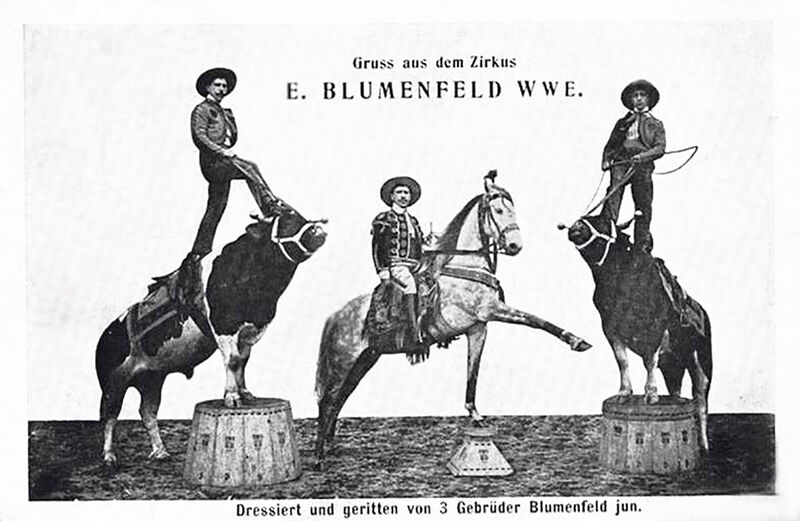 File:Geb. Blumenfeld - Bulls.jpg