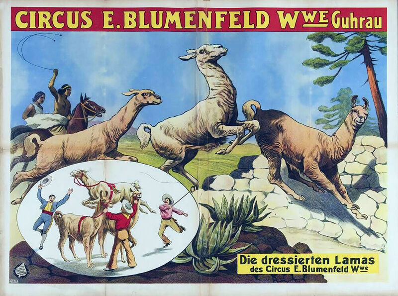 File:Blumenfeld Llamas.jpg