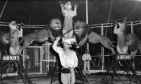 Fritz Schulz and lions.jpg